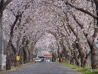 茨城町の桜のトンネル