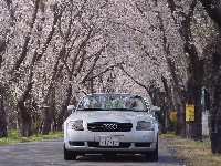 茨城町の桜のトンネルとＴＴ